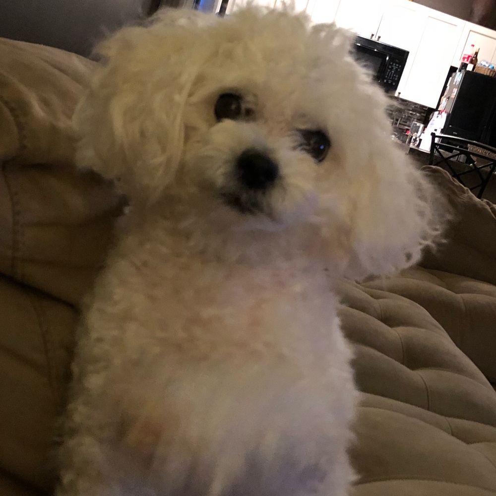 Meet your Posher, Regina